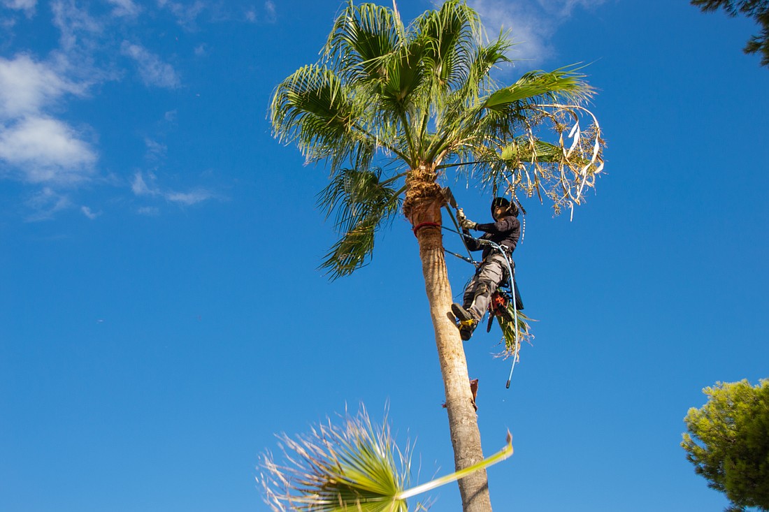 external-Repair-PRUNING OF PALMS-repair-others-pike-picture